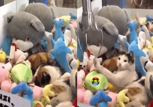 HD Aquele peluche parece mesmo um gatinho real....
