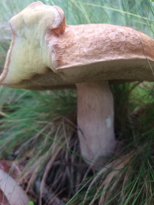 Não me canso disto floresta3.jpg