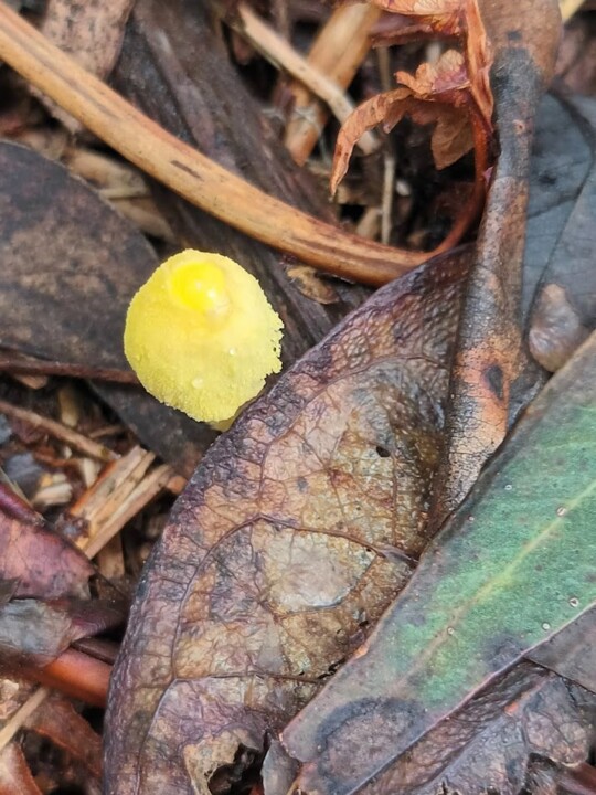 Não me canso disto outono 3.jpg