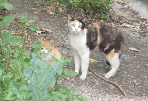 IMG_59352.JPG IMG_59352.JPG