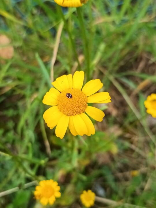 Não me canso disto_Flor2a.jpg