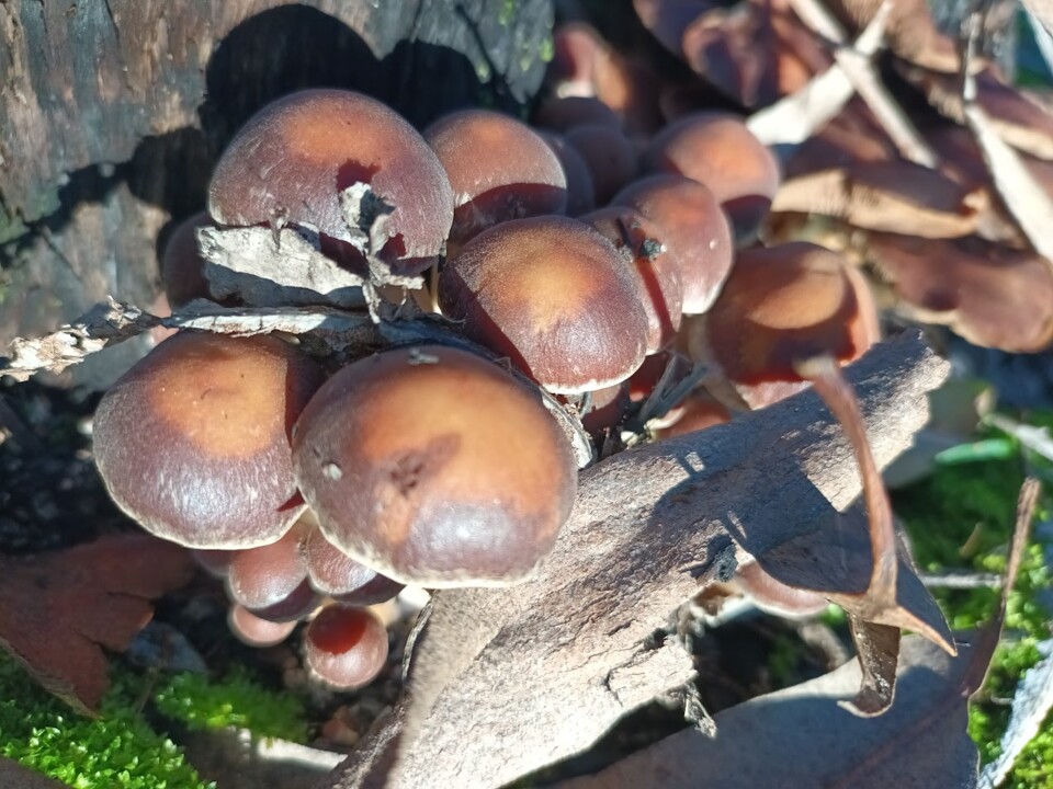 Não me canso disto cogumelos1.jpg