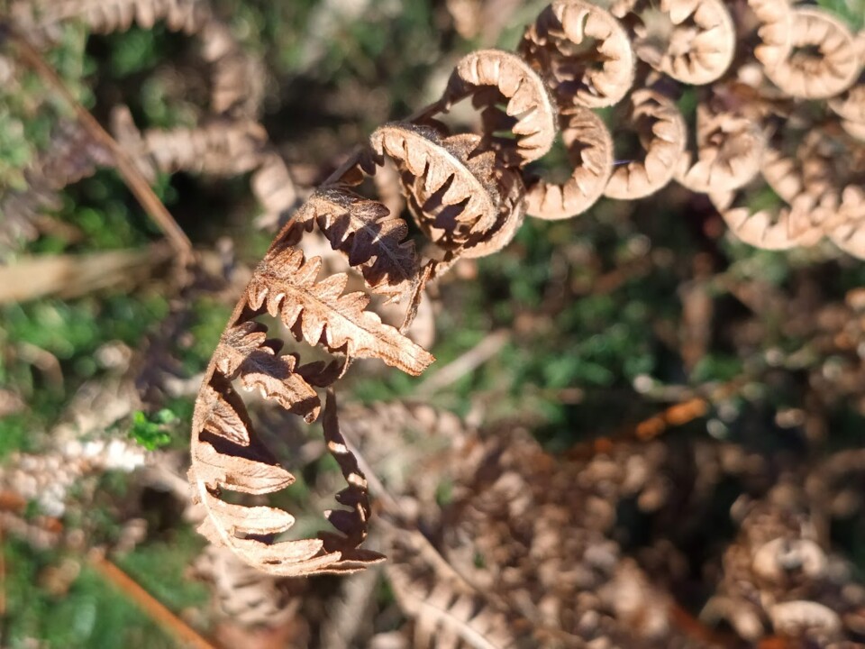 Não me canso disto inverno 2.jpg
