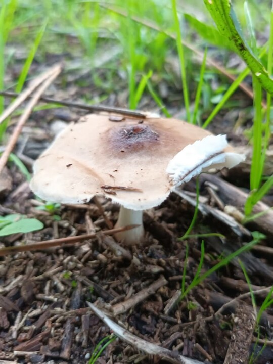 Não me canso disto Cogumelo 3.jpg