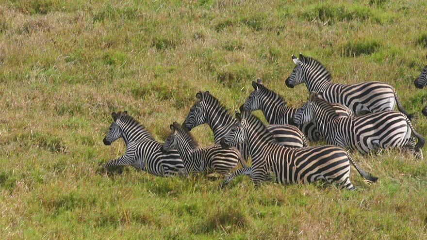 Gorongosa-zebras.jpg