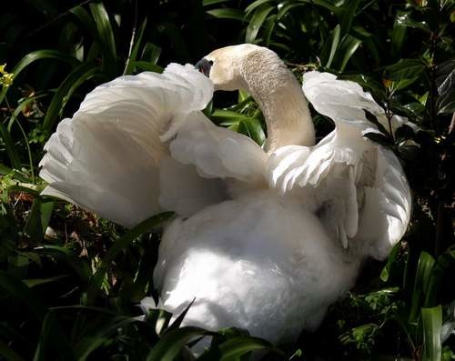 cisne2.jpg