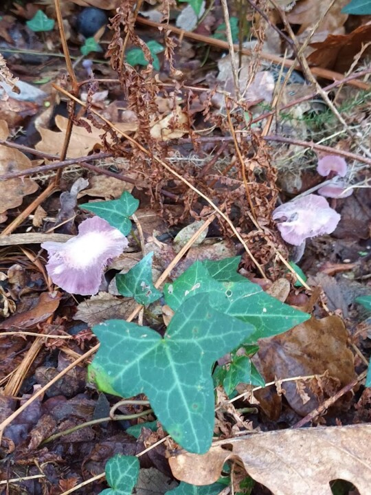 Não me canso disto Cogumelo 9.jpg