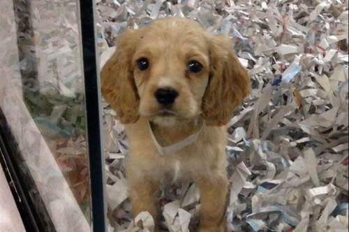 Descubra a cidade onde só se poderão vender animais resgatados Descubra a cidade onde só se poderão vender animais resgatados