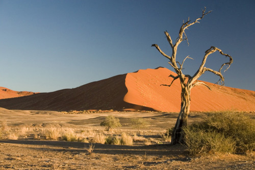 site-como-c3a9-a-vida-em-um-deserto.jpg