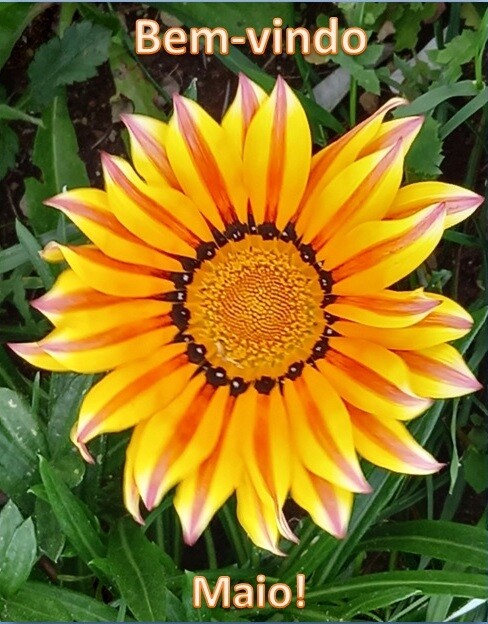 Bem-vindo Maio.jpg
