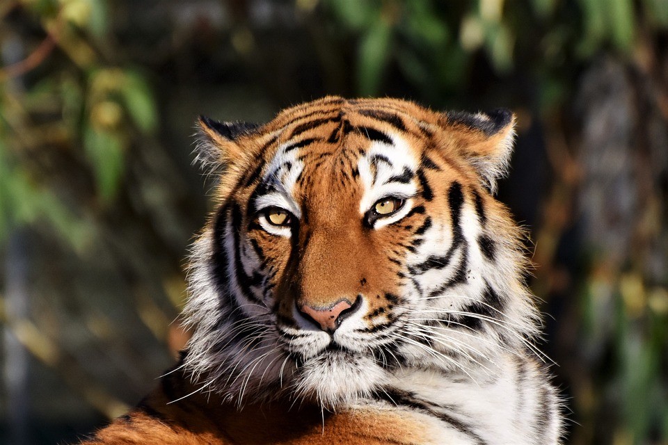 tiger-3424791_960_720.jpg tiger-3424791_960_720.jpg