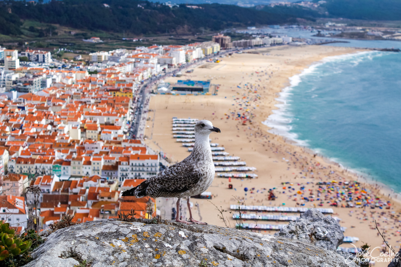 nazaré  (22).jpg