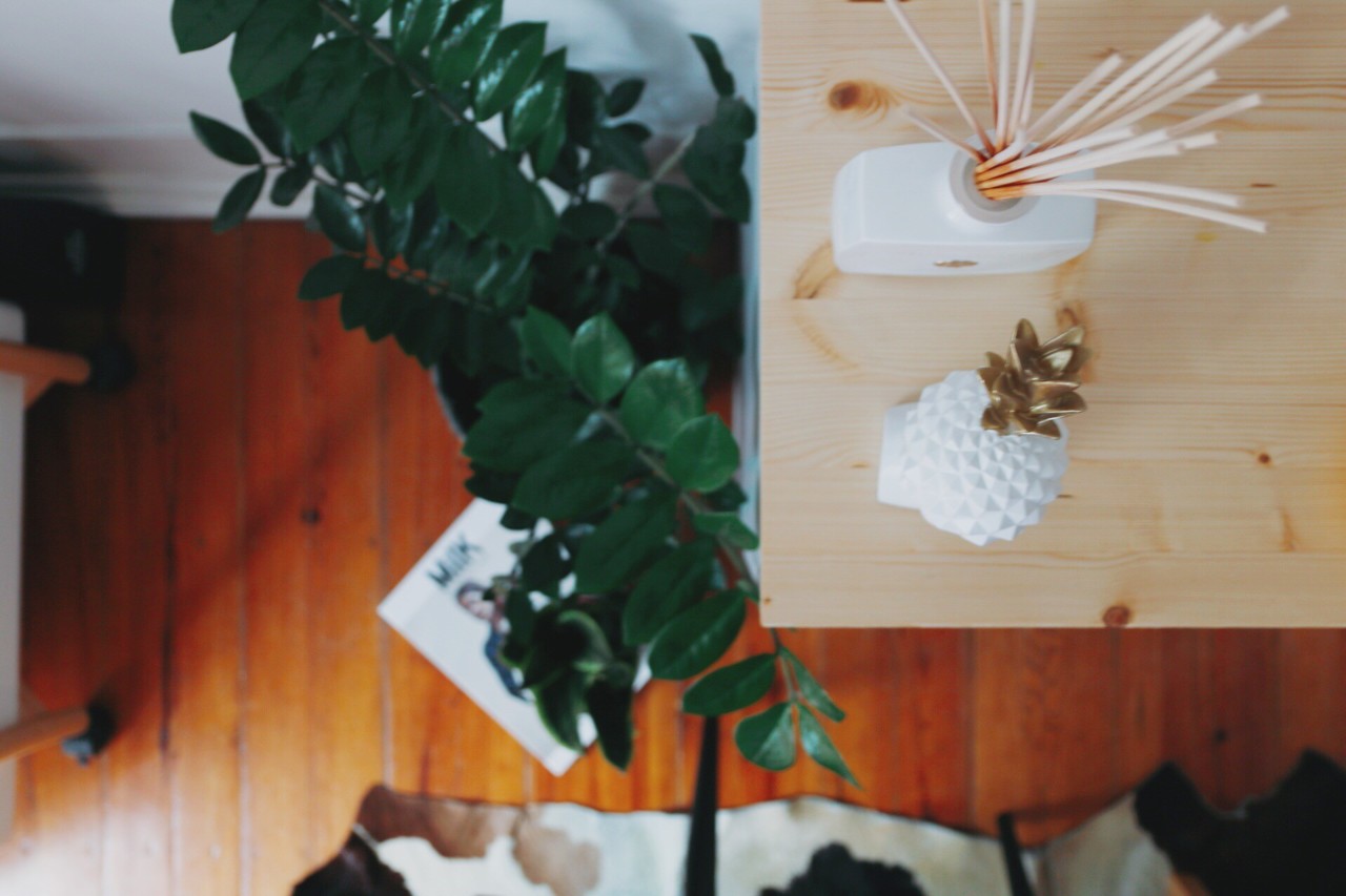 house plants