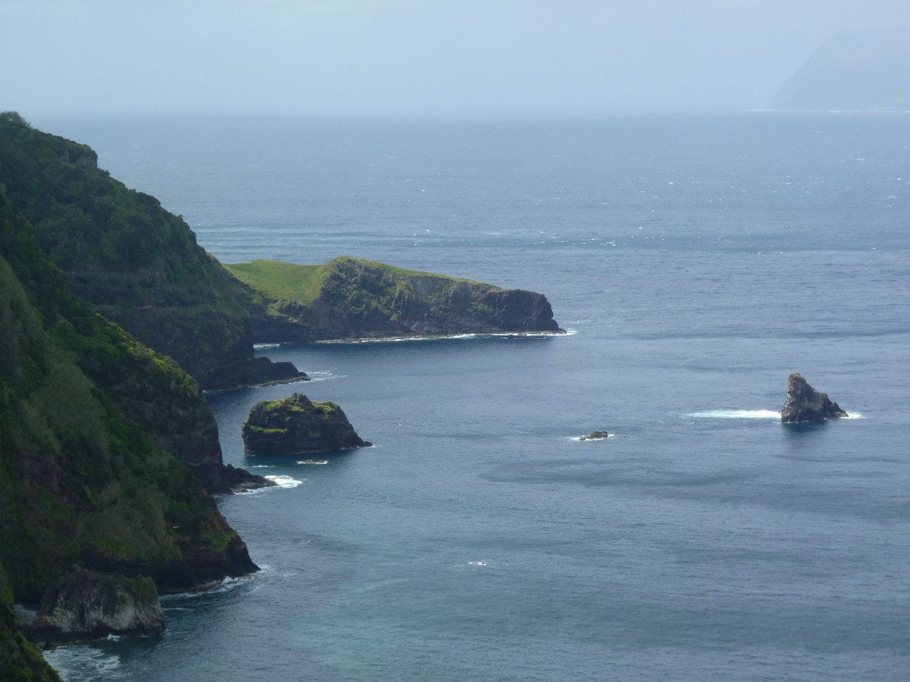 Cedros, Flores (4).JPG Cedros, Flores (4).JPG