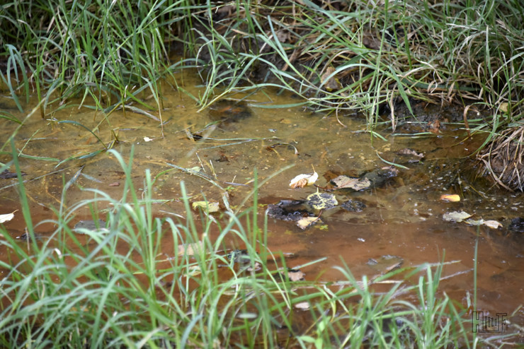 _DSC5947.JPG _DSC5947.JPG