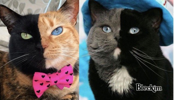 duascaras.jpg duascaras.jpg