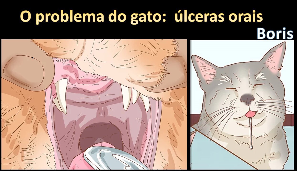 ulcerasgato.jpg