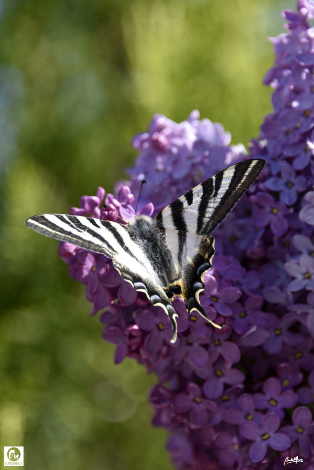 _DSC5546a.jpg _DSC5546a.jpg