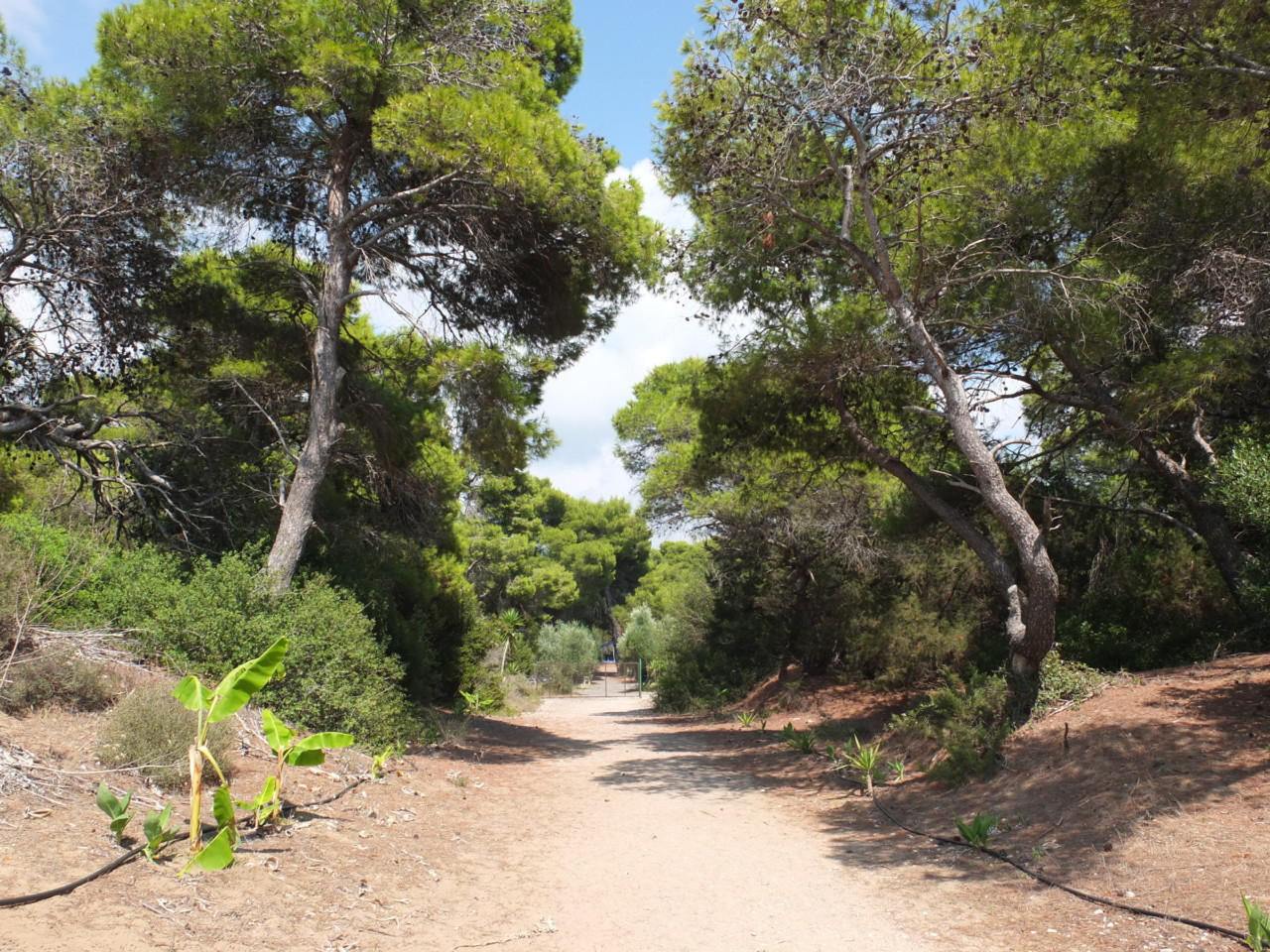 peloponnese.JPG