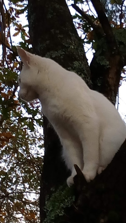 Nao_me_canso_disto_gato_companheiro6.jpg