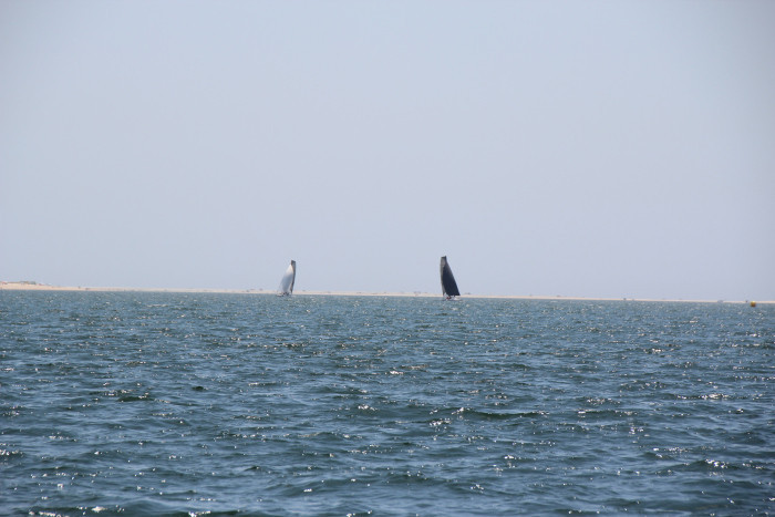 img_8111.jpg img_8111.jpg