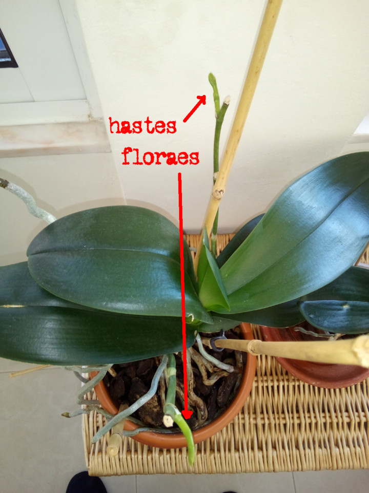 Phalenopsis amabilis, Lisboa — © MMXXI.jpg