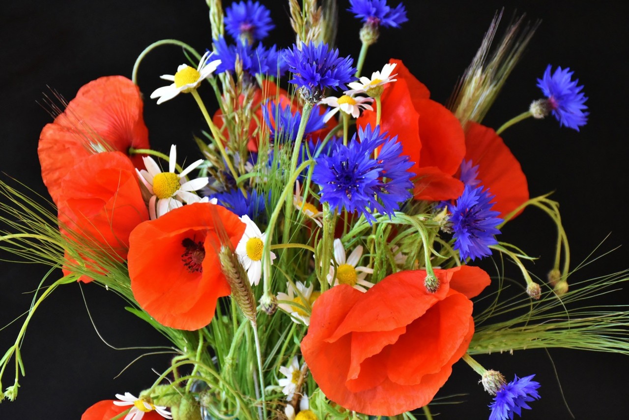 poppy-1431196_1920.jpg