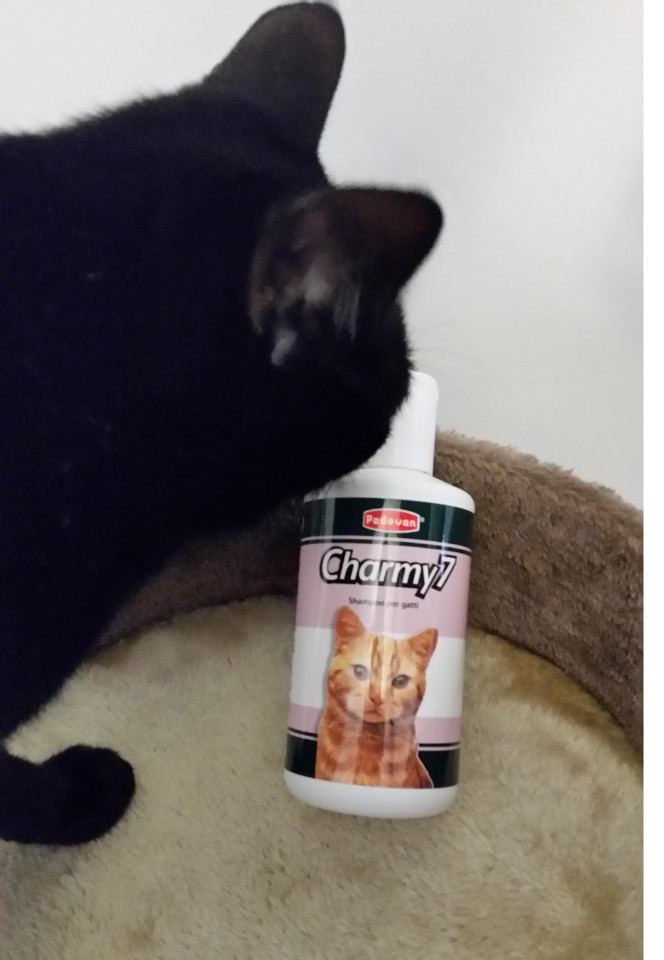 shampoogatos.jpg