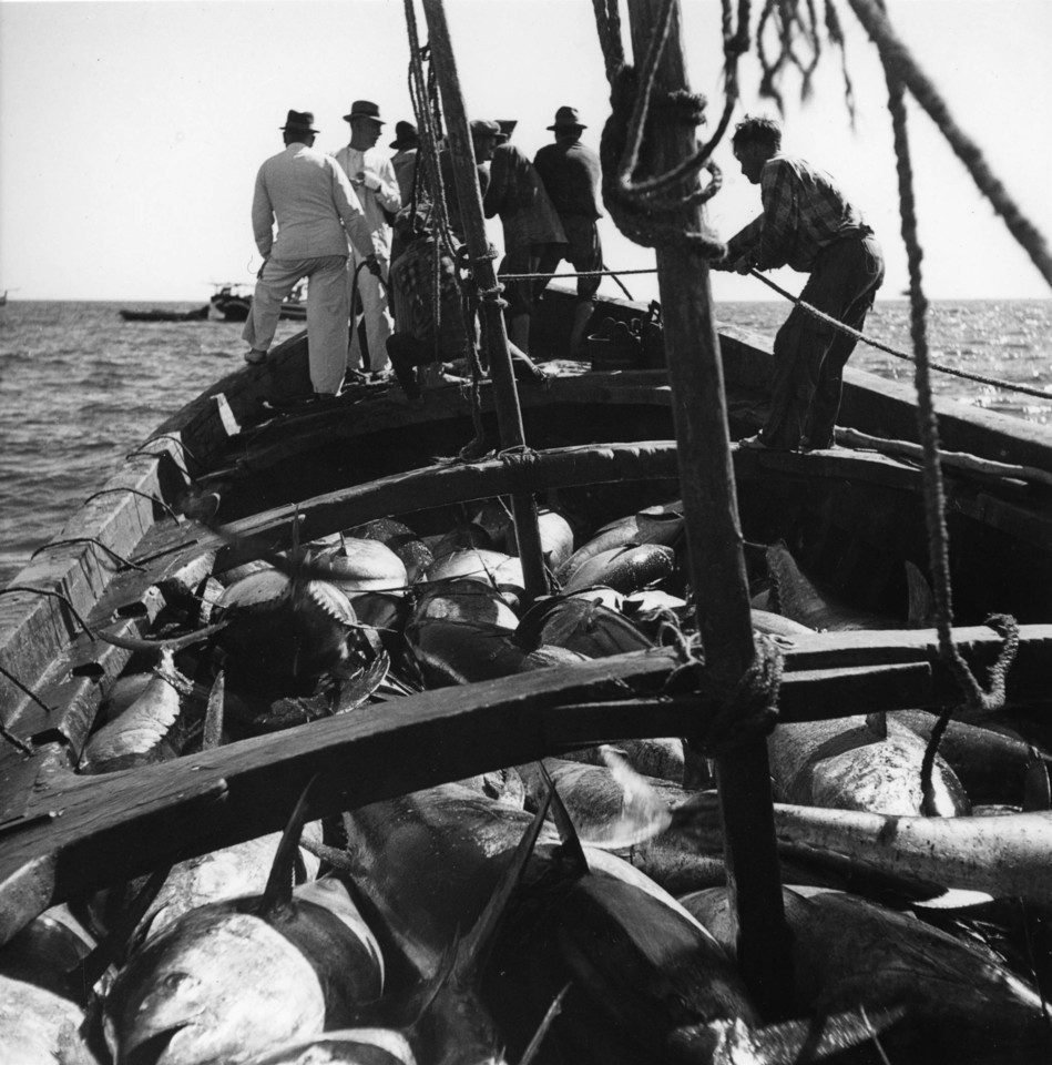 regresso copejo atum.jpg