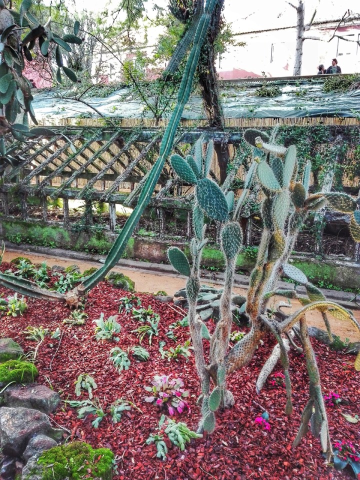 jardim tropical belem (16).jpg