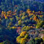 Árvores - cores de Outono - fot Helder Sequeira.j