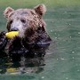 Zoológico do Rio - Animais ganham picolé e sorve