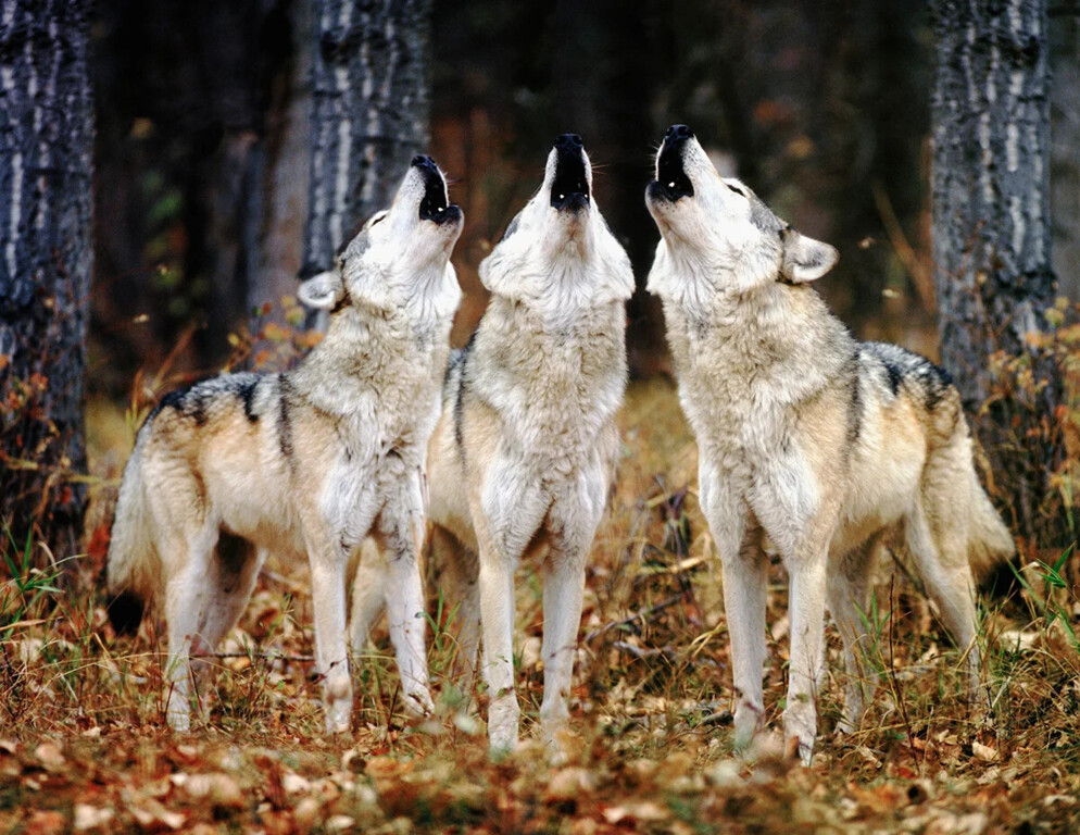 wolves.webp