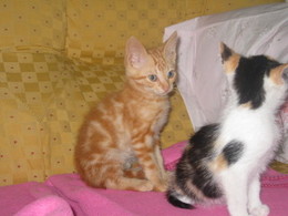 fb_4IVs6U5AjmuiLs4mF0TH