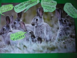 Os coelhos P1050940.JPG