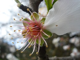 macros e companhia 052.JPG