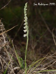 Spiranthes spiralis - geral