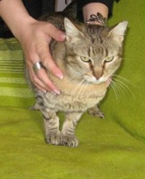 fb_5n1ZSyzziIvdqiT5mqws