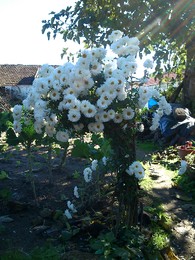 C:\Users\Idalina\Desktop\dep&oacute;sito\Nova pasta\foto