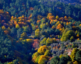 Árvores - cores de Outono - fot Helder Sequeira.j